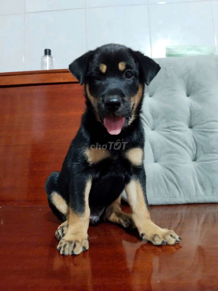 Bé trai rottweiler dòng to con canh nhà giỏi