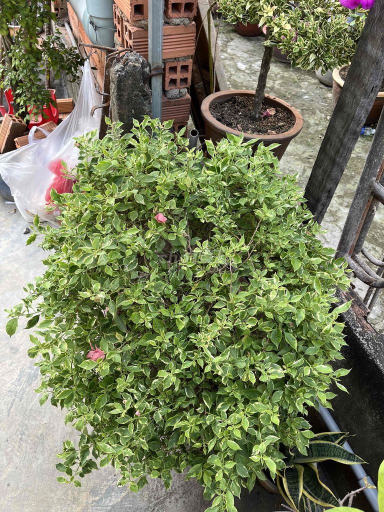 Hoa giấy cẩm thạch hồng tuyết dáng bonsai độc lạ