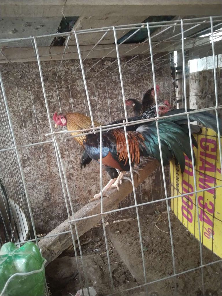 Gà tre lai Cặp Gò Công Tây. Mua bán Gà tại Huyện Gò Công Tây Tiền Giang được đăng bởi Minh Tỷ hình 1