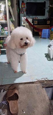 Chó Poodle đực 5 tuổi Trắng
