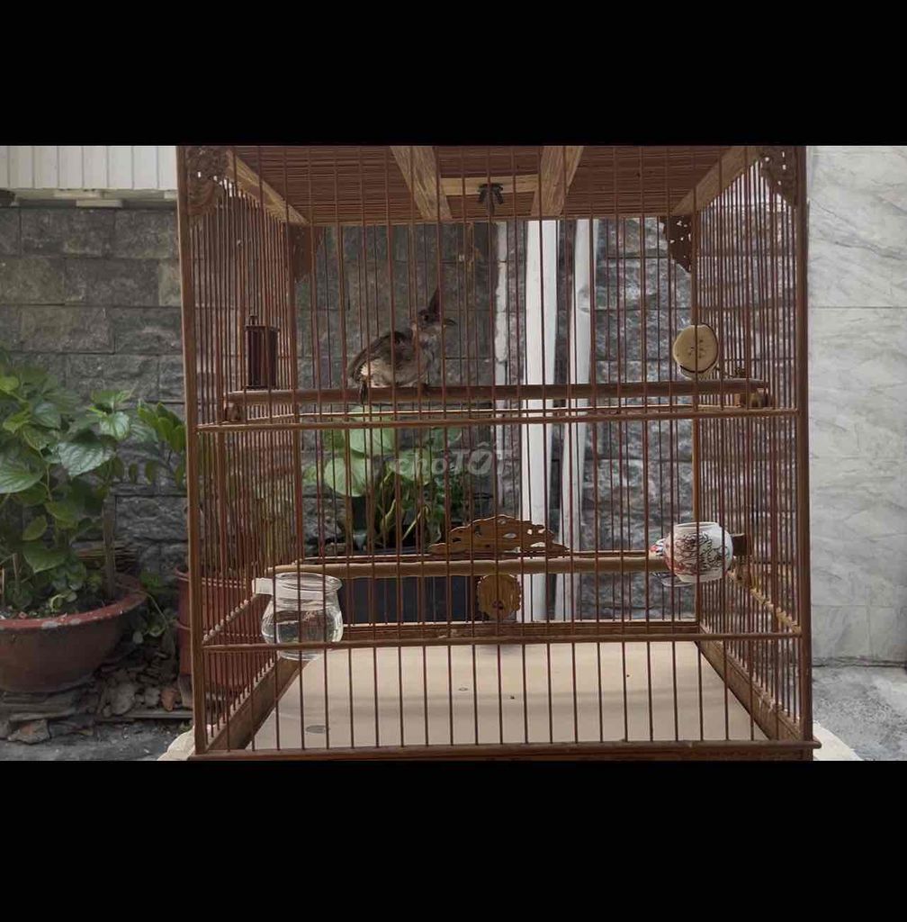 Chim chào mào má trắng trống Bình Định. Mua bán Chim tại Quận Gò Vấp Tp Hồ Chí Minh được đăng bởi Ngô Huy hình 1