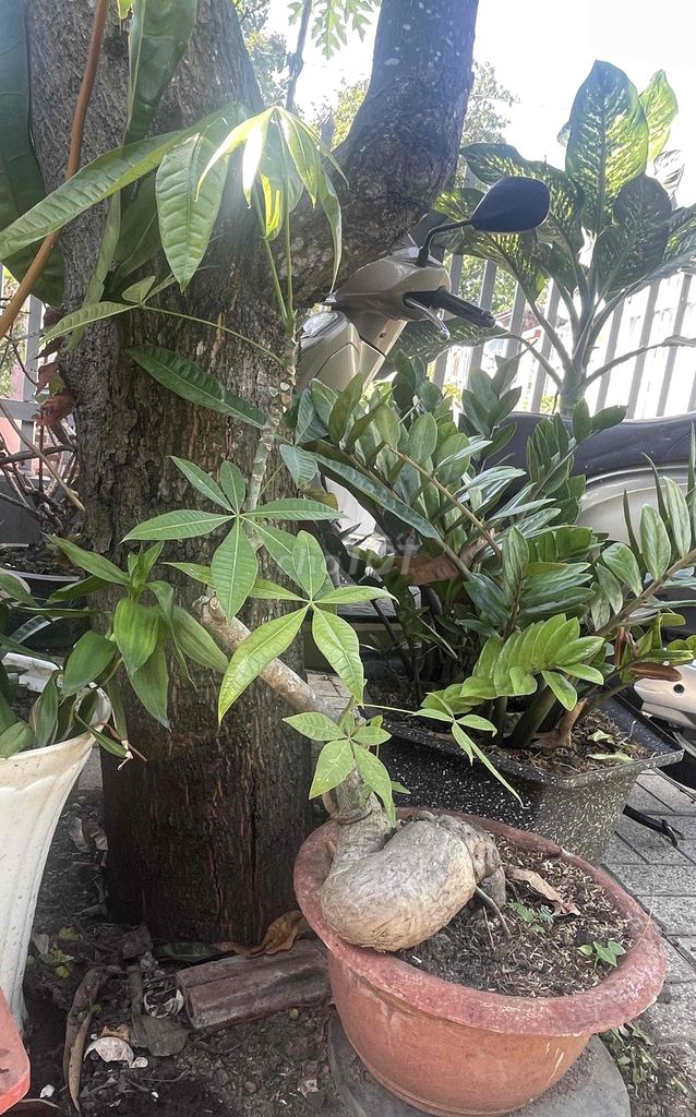 Cây kim ngân dáng nghiêng. Mua bán Cây cảnh, đồ trang trí tại Thành phố Bà Rịa Bà Rịa - Vũng Tàu được đăng bởi jenna nguyen hình 1
