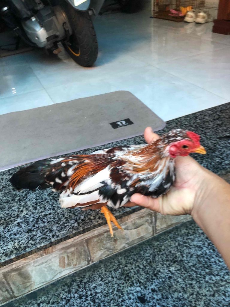 Gà bông sip xa Đa sắc. Mua bán Gà tại Huyện Nhà Bè Tp Hồ Chí Minh được đăng bởi LÊ VĂN GIÀU hình 1