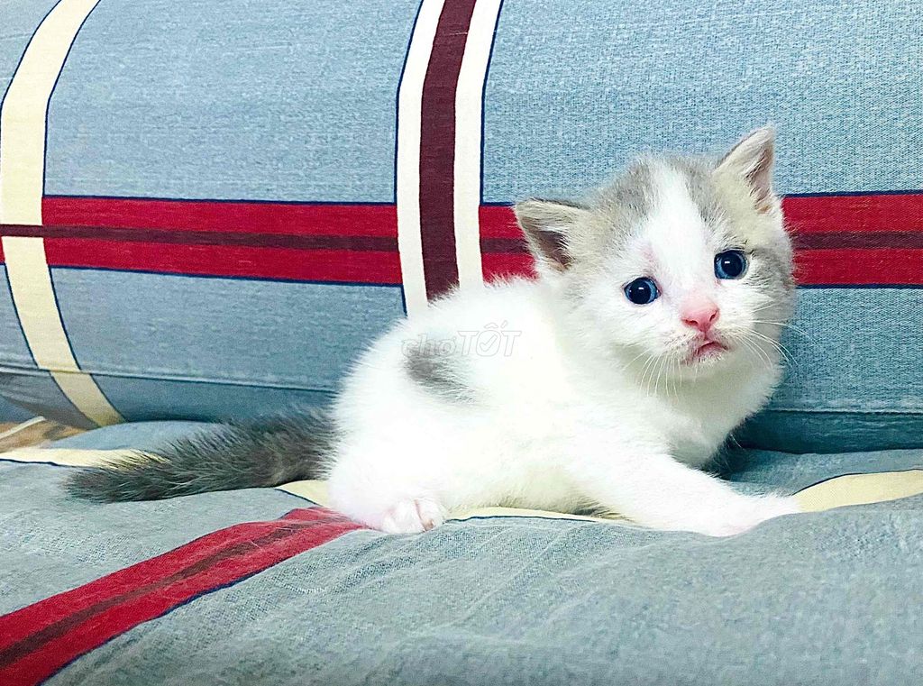 Silver Tabby - Blue Tabby - Black Golden tìm 🏡 mới. Mua bán Mèo tại Quận Bình Thạnh Tp Hồ Chí Minh được đăng bởi Dennis Chu hình 1