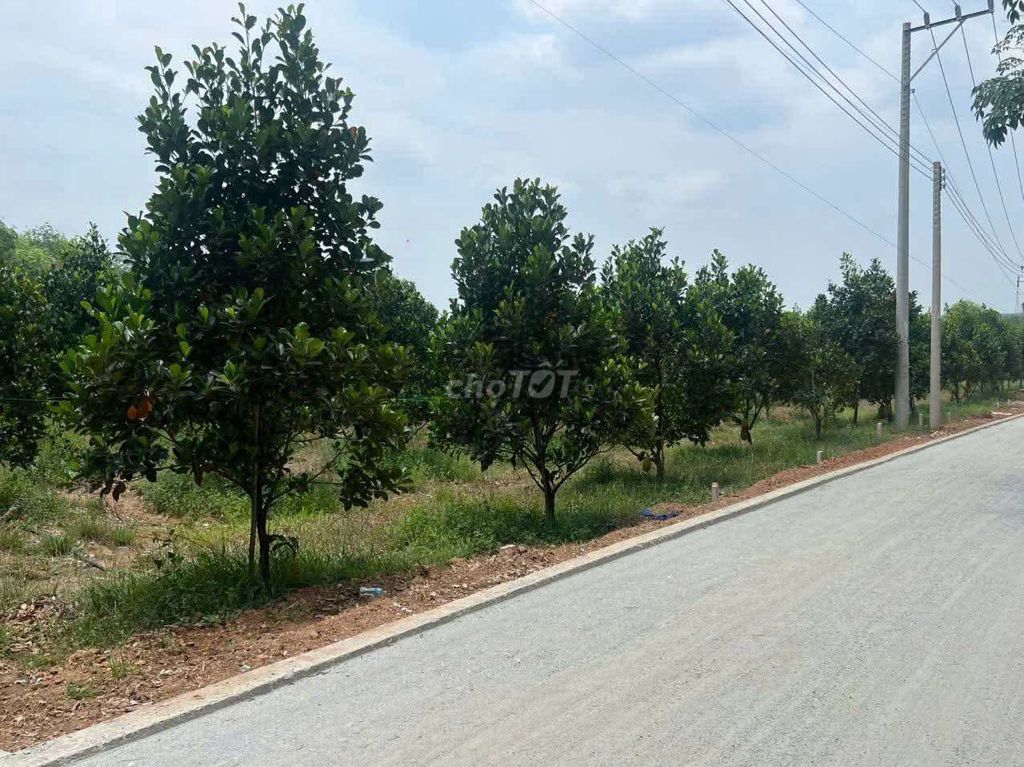SANG GẤP SÀO ĐẤT TRỒNG MÍT ĐANG THU HOẠCH