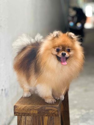 pomeranian Đực. Mua bán Chó tại Quận Ninh Kiều Cần Thơ được đăng bởi TrungQuang