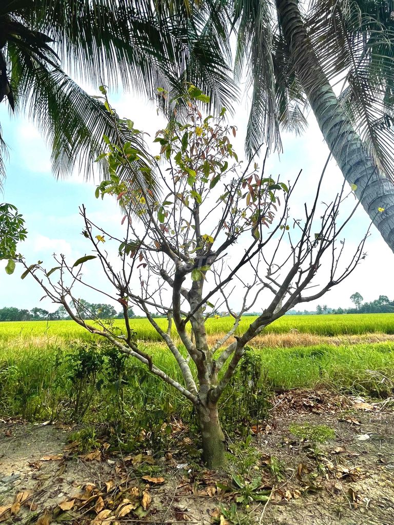 BÁN GẤP MAI NHÀ TRỒNG GÌ CẦN TIỀN CHỮA BỆNH