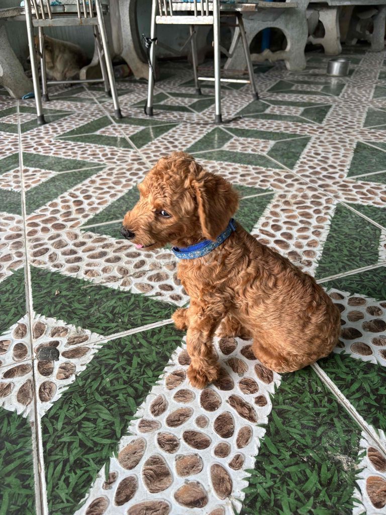1 bé cái poodle khoẻ mạnh thông minh đã sổ và tiêm. Mua bán Chó tại Thành phố Cam Ranh Khánh Hòa được đăng bởi My Tike Son hình 2