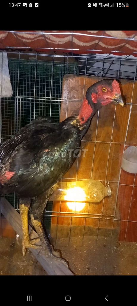 Gà tơ đen 2.7 kg. Mua bán Gà tại Thành phố Thủ Đức Tp Hồ Chí Minh được đăng bởi Lich Phan hình 1