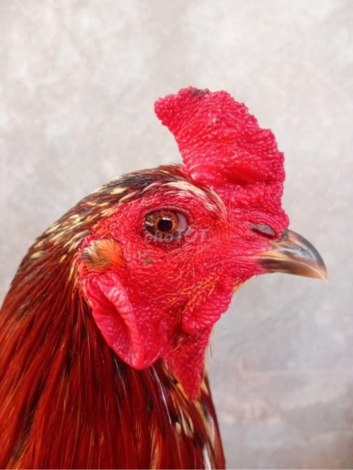 XÁM 3K1, HOE 2K8. Mua bán Gà tại Huyện Thạnh Phú Bến Tre được đăng bởi BEN TRE GA DA  hình 1