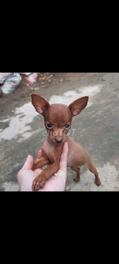 Chó Phốc hươu Mini gần 3 tháng. Mua bán Chó tại Thành phố Bạc Liêu Bạc Liêu được đăng bởi Nguyễn Văn Phước hình 1