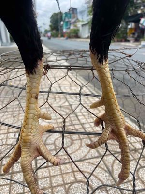 lên e điều pakistan mỹ tơ 2k9 mấy chục. Mua bán Gà tại Thành phố Long Xuyên An Giang được đăng bởi thành