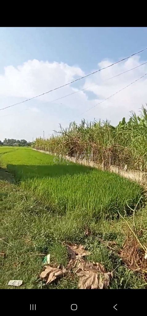 cần bán đất hòa khánh đông long an 