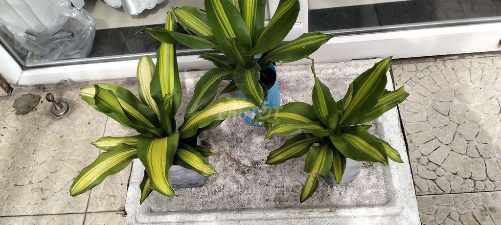 Cây Phát Tài Thiết Mộc Lan. Mua bán Cây cảnh, đồ trang trí tại Quận Tân Bình Tp Hồ Chí Minh được đăng bởi Pham Đinh Duyên hình 1