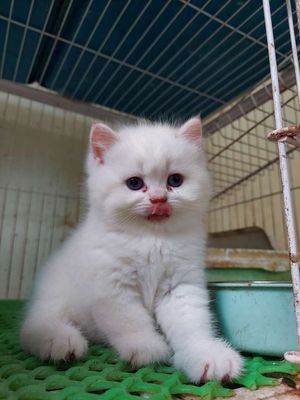 Mèo golden point mắt xanh  bố mẹ thuần chủng