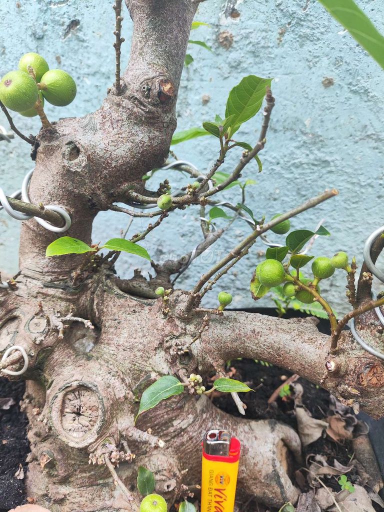 Cây sung Bonsai Khỏe Đang có trái. Mua bán Cây cảnh, đồ trang trí tại Quận Bình Tân Tp Hồ Chí Minh được đăng bởi Nguyễn hoàng phúc hình 1