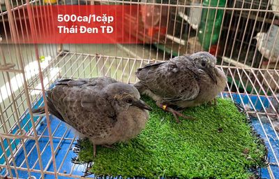 cu gáy thái đen tđ cặp. Mua bán Chim tại Quận 10 Tp Hồ Chí Minh được đăng bởi Cu Gáy Thái 