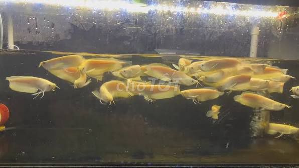 Cá cảnh Ngân Long Albino size 22cm. Mua bán Thú cưng khác tại Quận Hoàng Mai Hà Nội được đăng bởi Cá cảnh Tiến Dũng hình 1