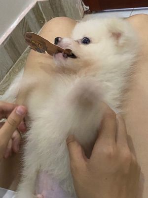 Chó Phốc Sóc 5 tháng màu Trắng