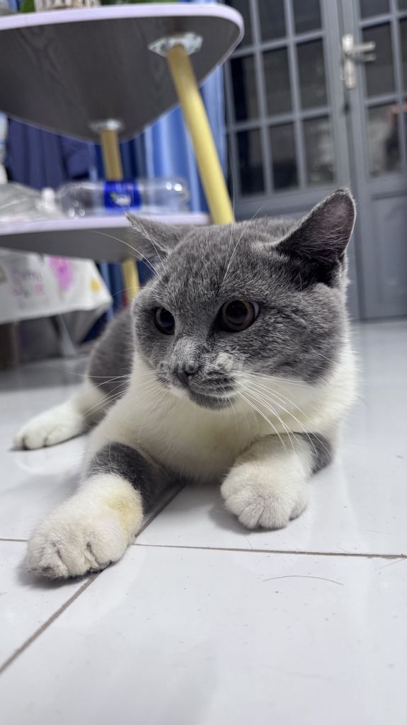 Mèo Anh lông ngắn Xám trắng 7 tháng. Mua bán Mèo tại Quận Bình Thuỷ Cần Thơ được đăng bởi Hân Hân hình 1