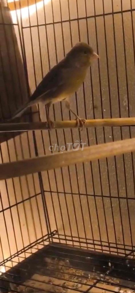 Mái tim f1 12 tháng. Mua bán Chim tại Quận 12 Tp Hồ Chí Minh được đăng bởi Lão Bếu Channel Chuyên chim cảnh hình 1