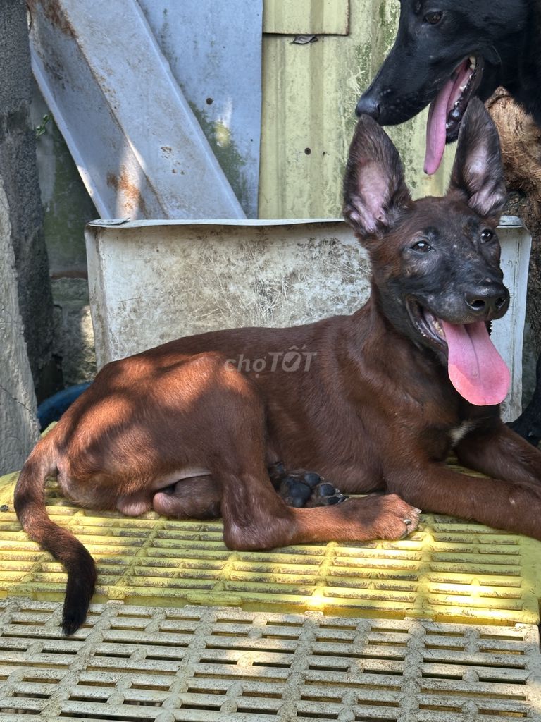 Chó Malinois Bỉ . Mua bán Chó tại Huyện Mỹ Lộc Nam Định được đăng bởi Anh Nam hình 1