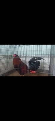 Gà trống Mỹ 2.6kg đỏ đen