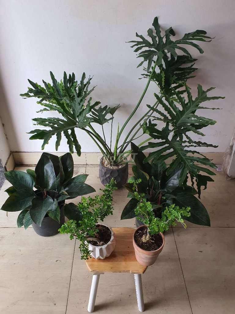 Cây cảnh nhiều loại. Mua bán Cây cảnh, đồ trang trí tại Quận Nam Từ Liêm Hà Nội được đăng bởi quân hình 1