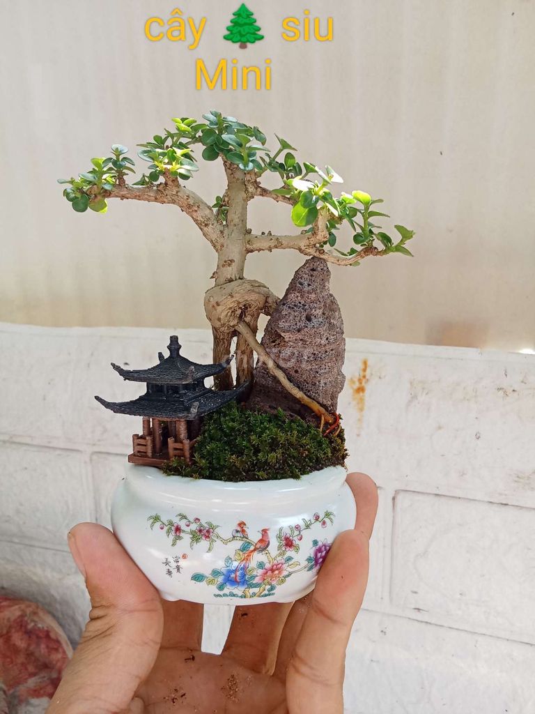 Bonsai mini thanh lý hết 7 em SH