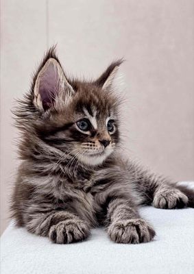 Maine Coon Baby Có Phả Hệ WCF