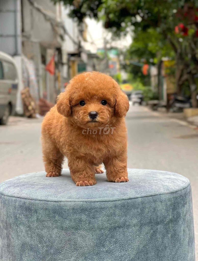 Bán chó poodle ở shop 130 đường 2/9 hải châu đn. Mua bán Chó tại Quận Hải Châu Đà Nẵng được đăng bởi Chó Cảnh Đà Nẵng 130 đường 2 9  hình 1