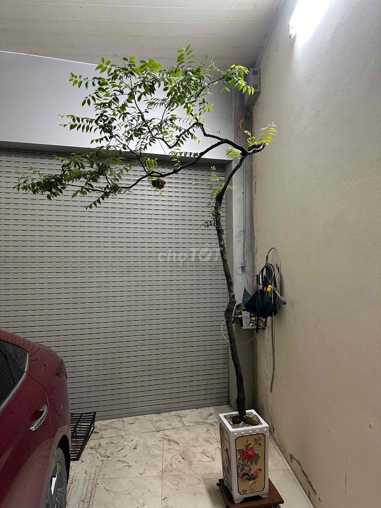 Cây cảnh Muội hồng 1 năm. Mua bán Cây cảnh, đồ trang trí tại Huyện Thường Tín Hà Nội được đăng bởi minh phúc hình 1