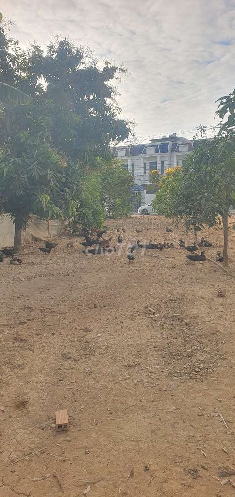 Cần bán lô đất mặt tiền đường nhựa đối diện khu dân cư thạnh phước. Mua bán đất tại Thị xã Tân Uyên Bình Dương được đăng bởi bùi quang thạch hình 1