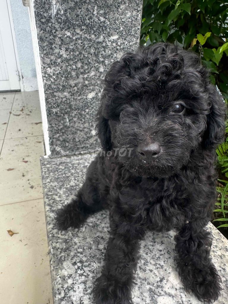 Chó Poodle Tini Cái màu Đen. Mua bán Chó tại Quận Cái Răng Cần Thơ được đăng bởi Nguyễn Thuỵ Hạnh hình 1