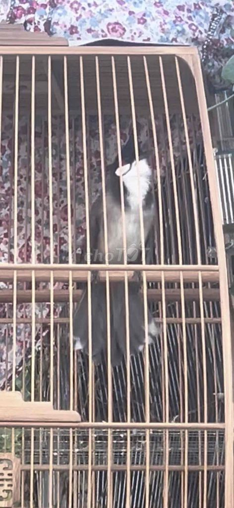 Chim cảnh 5 tháng xoè cứng. Mua bán Chim tại Huyện Vĩnh Cửu Đồng Nai được đăng bởi Thái Khắc Đồng hình 1