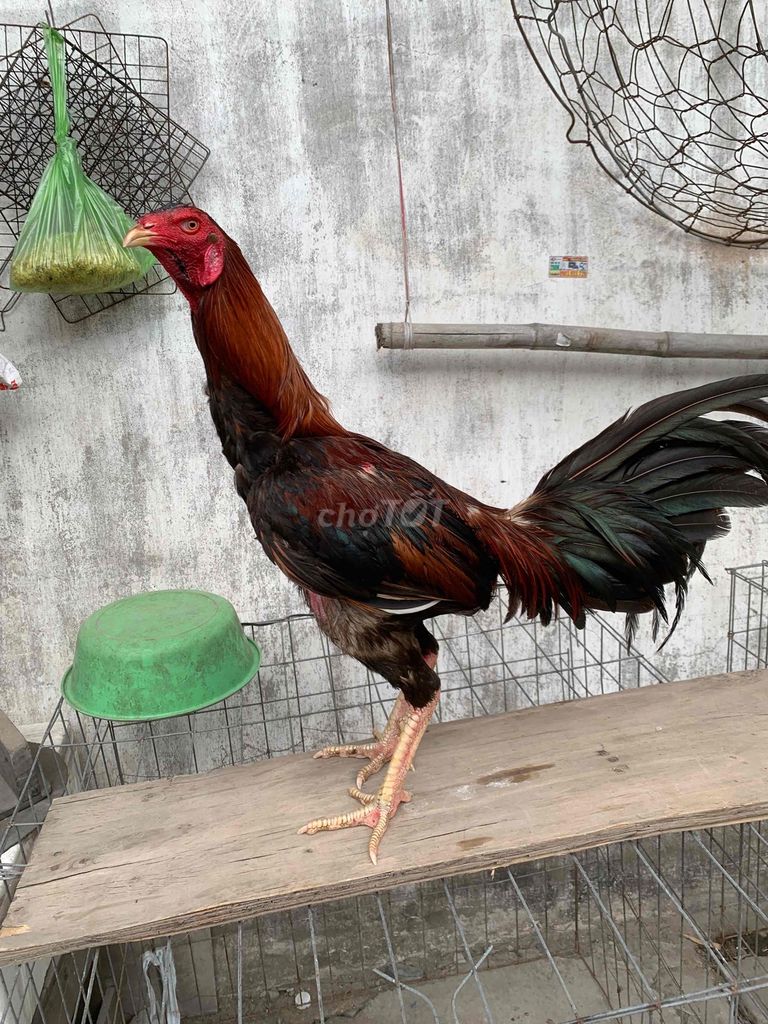 Gà chọi Đực. Mua bán Gà tại Huyện Bình Chánh Tp Hồ Chí Minh được đăng bởi Văn Mãnh hình 1