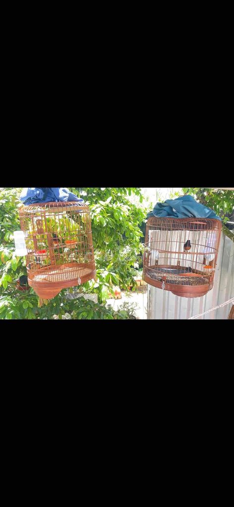 choè. Mua bán Chim tại Huyện Châu Thành Kiên Giang được đăng bởi Chuyên gà đá  hình 1