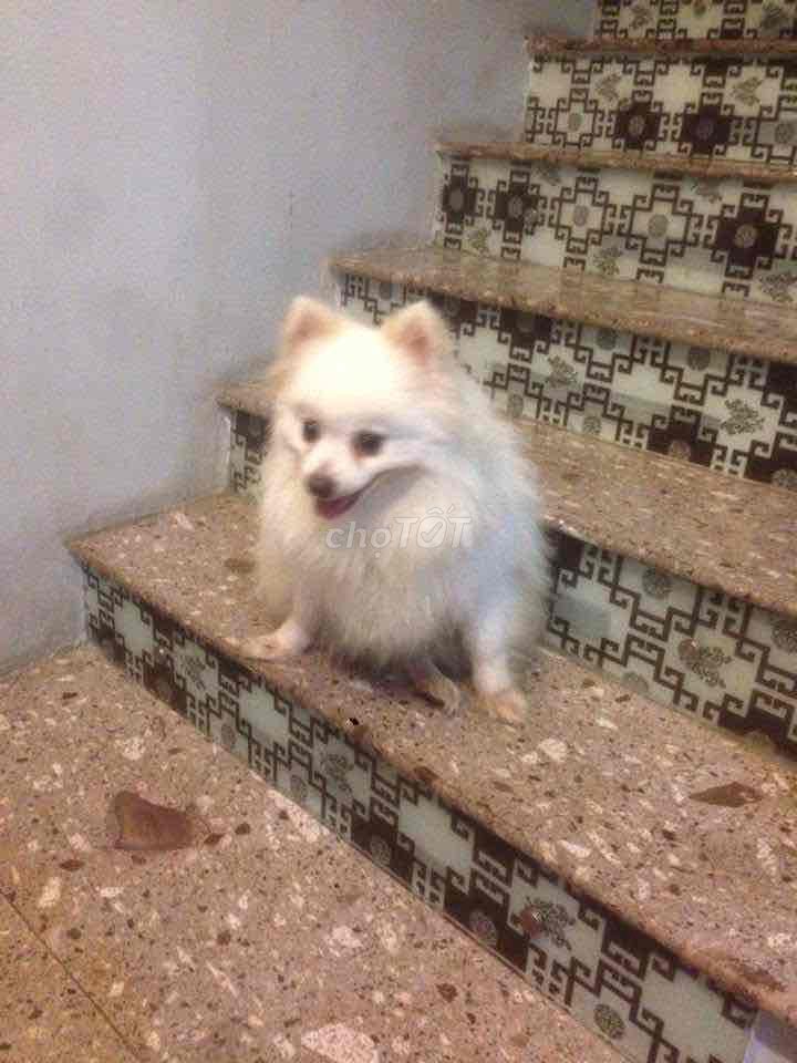 Pomeranian trắng cần tìm chủ