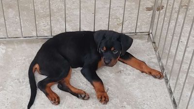 Chó Rottweiler.ST.Chuẩn