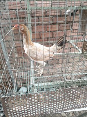 Bán hoặc gl gà đòn con. Mua bán Gà tại Quận 7 Tp Hồ Chí Minh được đăng bởi Gà con 