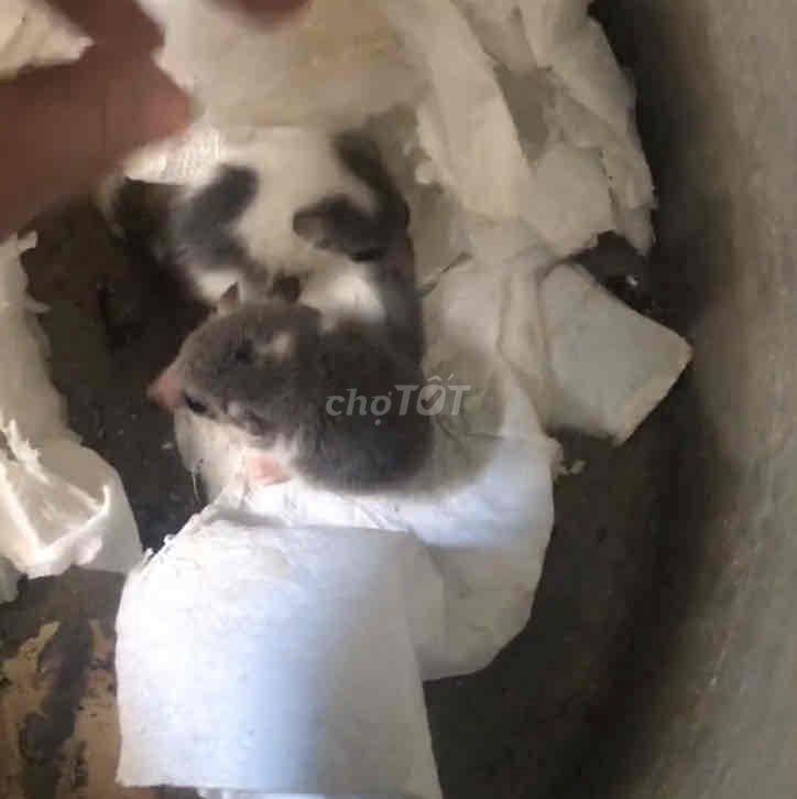 sóc chuột dormouse 400/ cặp pie. Mua bán Thú cưng khác tại Quận Tân Bình Tp Hồ Chí Minh được đăng bởi Vivo pet hình 1