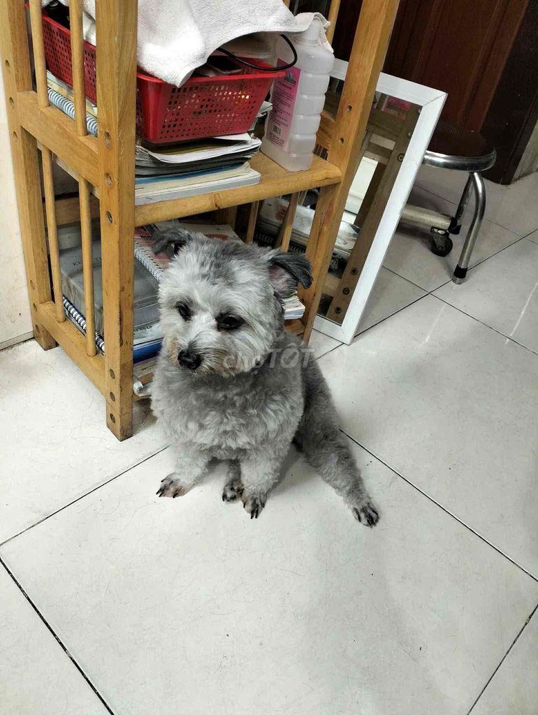 bán cho nhà. Mua bán Chó tại Quận 1 Tp Hồ Chí Minh được đăng bởi CATTHY hình 3