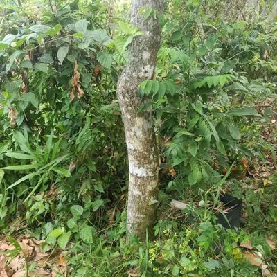 Lộc vừng. Mua bán Cây cảnh, đồ trang trí tại Huyện Châu Thành Đồng Tháp được đăng bởi  hiền nth