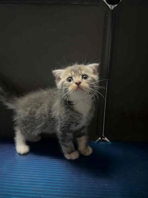 Mèo tai cụp lông ngắn ( boy ) gần 2 tháng chủi. Mua bán Mèo tại Quận Tân Bình Tp Hồ Chí Minh được đăng bởi followdream