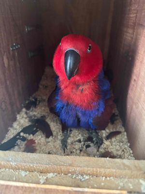 cặp elstus ss. Mua bán Chim tại Huyện Cần Giuộc Long An được đăng bởi Phạm Thành Tài