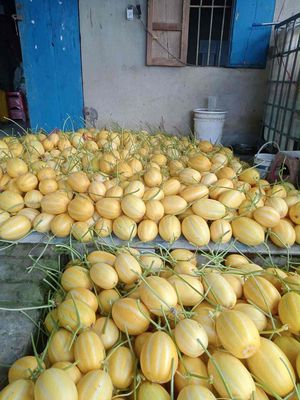 CHO THUÊ NHÀ NGUYÊN CĂN 4 GIAN PHÒNG TRỐNG