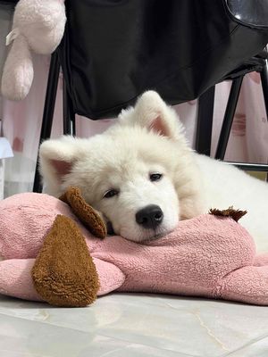 Chó Samoyed 5 tháng đã tiêm