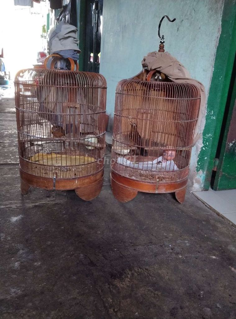 tếu mi. trống và mái . Mua bán Chim tại Thành phố Thủ Đức Tp Hồ Chí Minh được đăng bởi  van loc hình 1