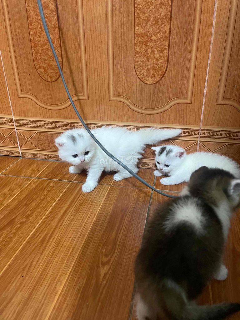 Mèo Anh lông ngắn Cái màu Trắng. Mua bán Mèo tại Huyện Đông Anh Hà Nội được đăng bởi Lý Thự Thư  hình 1