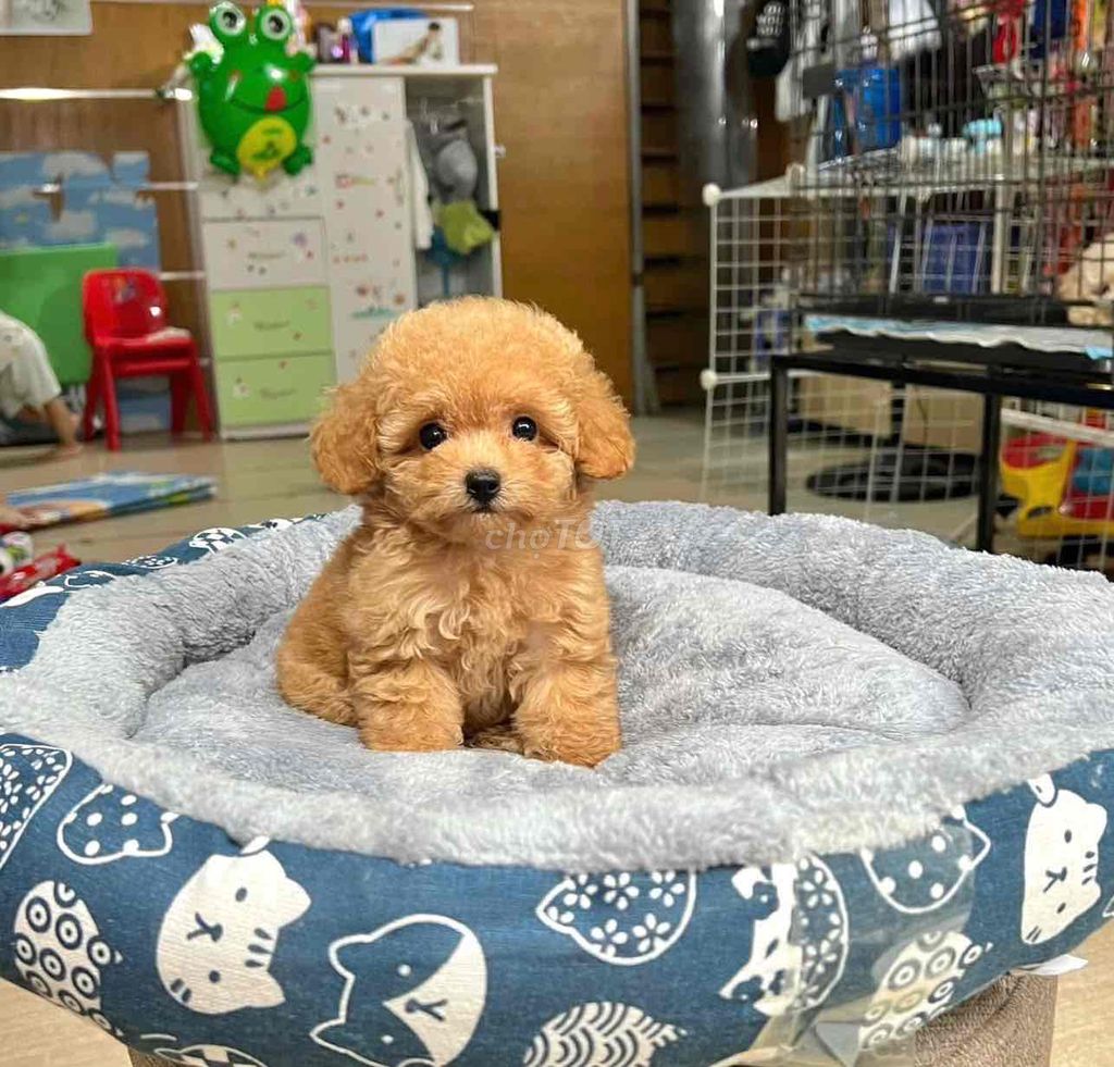 Poodle vàng mơ kkka bbxde. Mua bán Chó tại Thành phố Bà Rịa Bà Rịa - Vũng Tàu được đăng bởi bm hình 1